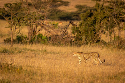 Cheetah on grassy field during sunny day