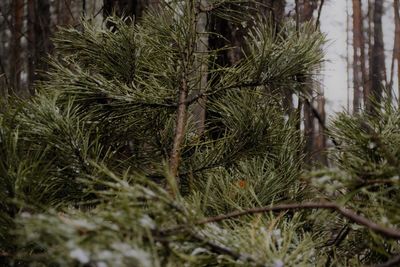 Close-up of pine tree in forest