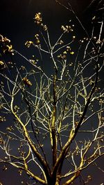 Low angle view of bare tree against sky at night