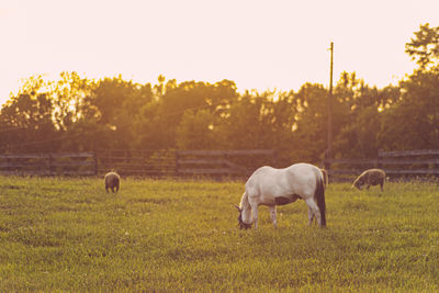 Horse sharing a pasture with sheep on a kentucky farm.