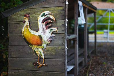 Close-up of rooster