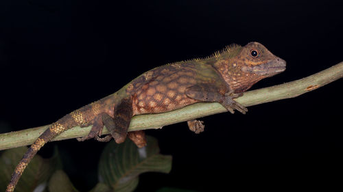 Close-up of lizard on black background