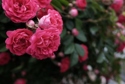 Close-up of pink roses blooming outdoors