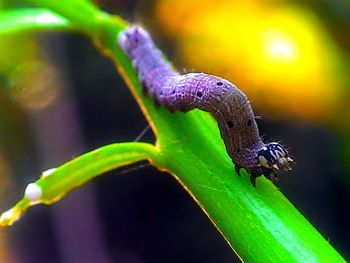 Close-up of insect on leaf