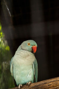 Pale blue indian ringneck parakeet is also called the noble parakeed and rose-ringed parakeet 
