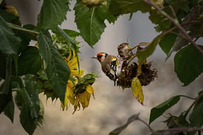 Bird perching on a branch