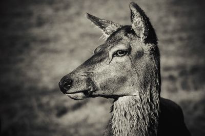 Close-up of an animal