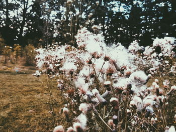 Close-up of fresh flowers on field against sky