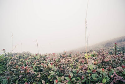 Plants growing on field against clear sky