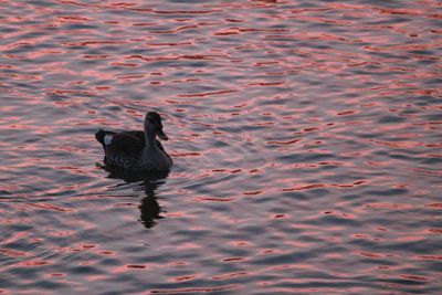 High angle view of duck swimming in lake