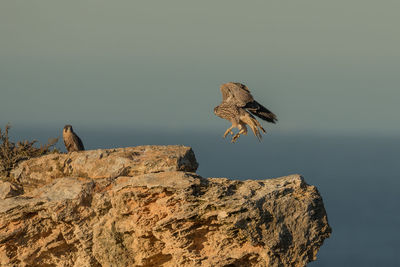 Bird flying by rock against sky