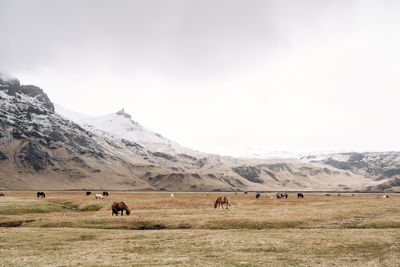 View of horses grazing in field
