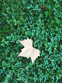 High angle view of grass and leaves