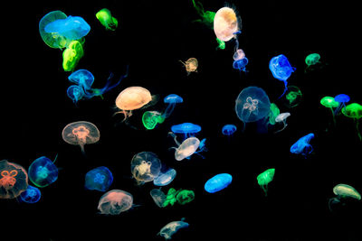 Jellyfish swimming in aquarium against black background