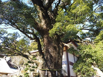 Low angle view of tree by building against sky