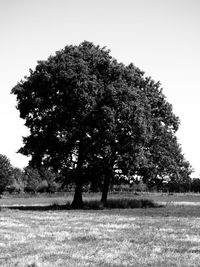 Tree on field against clear sky