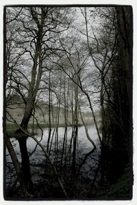 Bare trees by lake