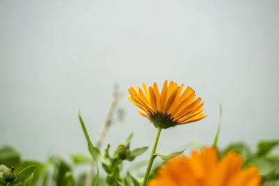 Flowering plants in a garden during spring