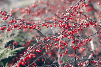 Close-up of berries growing on tree during winter