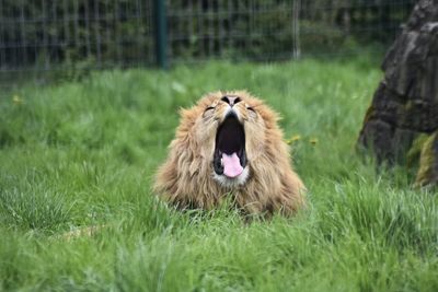 Lion yawning 