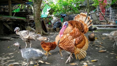 Birds in farm