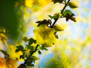 Low angle view of yellow flowers blooming against sky