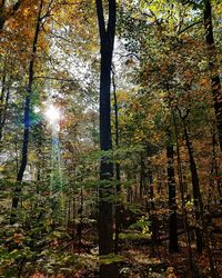 Low angle view of trees in forest during autumn