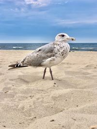 Seagulls on beach