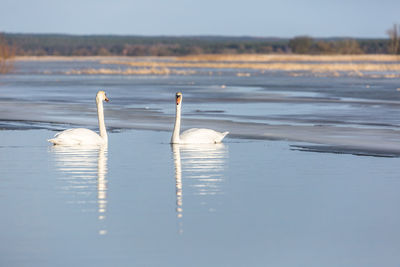 Scenic view of swans in lake against sky