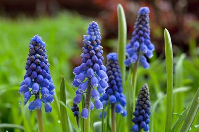 Close-up of purple flowers blooming on field