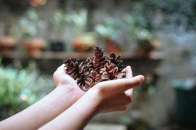 Close-up of hand holding pine cone