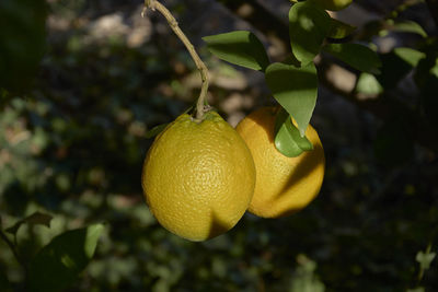 Close-up of fruits on tree