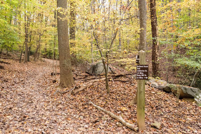 Trees in forest during autumn