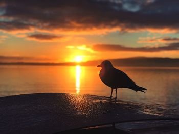 Bird perching on orange sea against sky during sunset