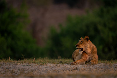 Lioness sitting on field