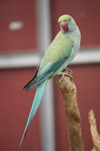 Close-up of parrot perching on branch