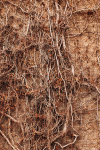 Full frame shot of dried plant