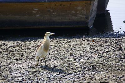 Seagull perching on a beach