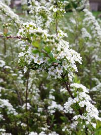 Close-up of white flowers