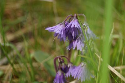 Close-up of purple flowers