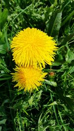 Close-up of dandelion growing on field