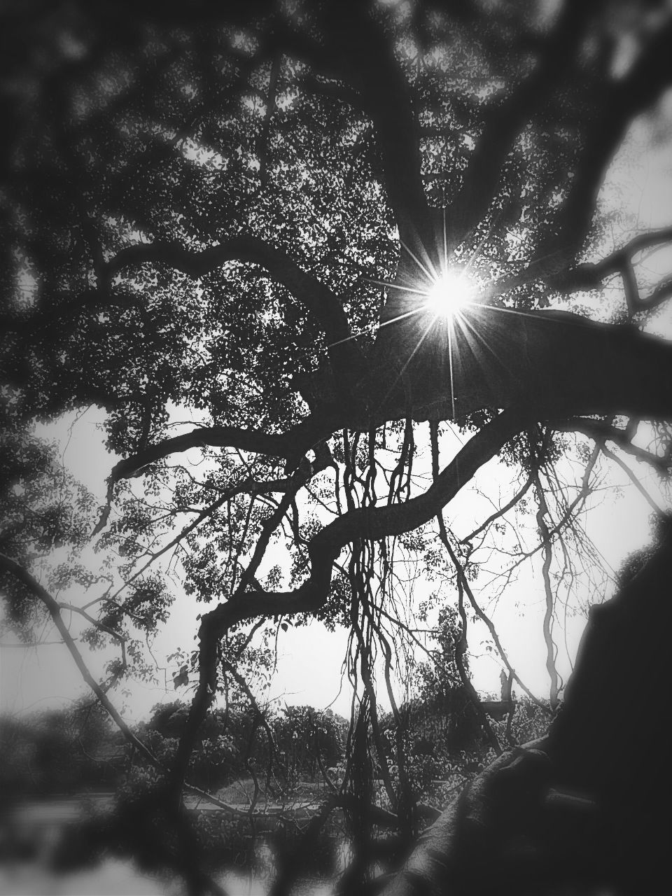 sun, tree, sunbeam, sunlight, lens flare, branch, silhouette, nature, tranquility, growth, low angle view, sky, beauty in nature, back lit, bare tree, tranquil scene, sunset, scenics, sunny, tree trunk