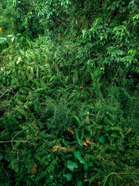 High angle view of trees growing on field