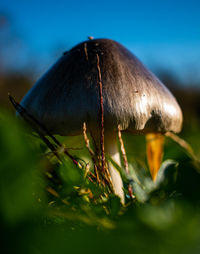 Close-up of mushroom growing on land