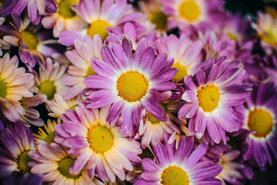 Close-up of purple flowers