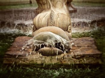 Close-up of giraffe in water