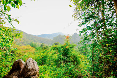 Scenic view of forest against clear sky