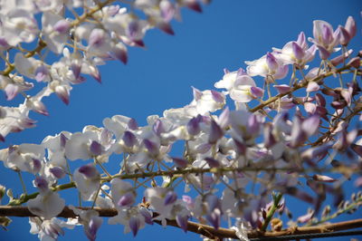 Low angle view of wisteria blossom against blue sky