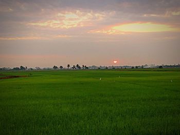 Scenic view of agricultural field against sky during sunset