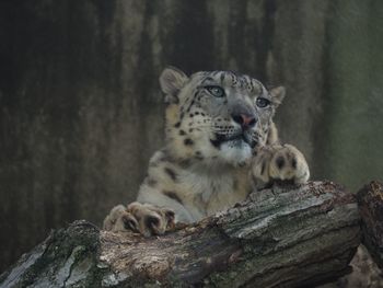 Portrait of an animal on tree trunk